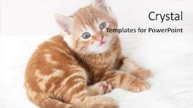  Presentation with hello kitty cute little kitten - Amazing slide set having cute little red kitten lies backdrop and a  colored foreground