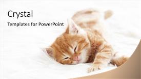  Presentation with kitten - Slide set featuring cute little red kitten sleeps background and a white colored foreground