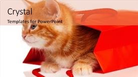  Presentation with kitten - Audience pleasing theme consisting of cute little red kitten in a shopping bag isolated on white background backdrop and a coral colored foreground