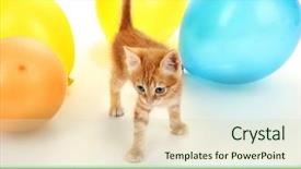  Presentation with congratulation - Slide set with cute little red kitten background and a soft green colored foreground