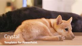  Presentation with sleep - Slide set having cute little shiba dog sleep background and a coral colored foreground