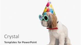  Presentation with cute birthday - Slides with cute-little-shih-tzu-doggy background and a white colored foreground