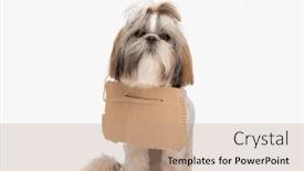  Presentation with adoption - PPT layouts consisting of cute-little-stray-shih-tzu background and a coral colored foreground