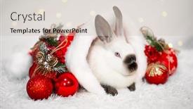  Presentation with christmas balls disco ball - Slide set having cute-little-white-rabbit background and a soft green colored foreground