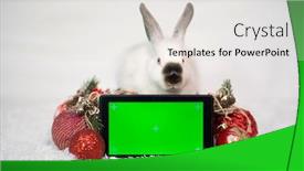  Presentation with green screen - Presentation design with cute-little-white-rabbit background and a light gray colored foreground