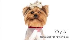  Presentation with glitter - PPT layouts consisting of cute-little-yorkshire-terrier-dog background and a white colored foreground