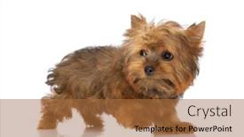  Presentation with walking - Presentation theme enhanced with cute-little-yorkshire-terrier-dog background and a  colored foreground