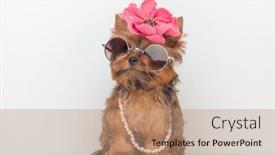  Presentation with pink pearls - PPT layouts consisting of cute-little-yorkshire-terrier-dog background and a coral colored foreground
