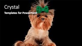 Presentation with tongue - Presentation design consisting of cute-little-yorkshire-terrier-puppy background and a black colored foreground