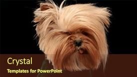  Presentation with tongue - Theme with cute-little-yorkshire-terrier-puppy background and a tawny brown colored foreground