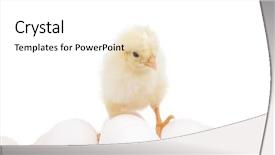  Presentation with baby chickens little cute chicks - Audience pleasing presentation consisting of monument of saint john paul backdrop and a sky blue colored foreground