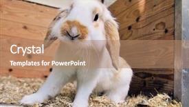  Presentation with cage - Amazing presentation theme having jumping ocan - cute lop ear rabbit backdrop and a coral colored foreground