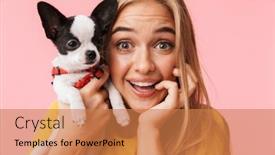  Presentation with cheerful - Colorful presentation design enhanced with cute lovely cheerful girl playing with her pet chihuahua isolated over pink background backdrop and a coral colored foreground