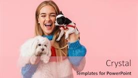  Presentation with pet - Presentation design featuring cute lovely cheerful girl wearing sweater playing with her pet chihuahua and lapdog isolated over pink background background and a lemonade colored foreground