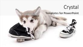  Presentation with puppy - Amazing presentation theme having cute malamute puppy chewing gumshoes backdrop and a white colored foreground