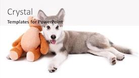  Presentation with teddy bear - Audience pleasing PPT theme consisting of cute-malamute-puppy-lying backdrop and a sky blue colored foreground