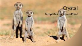  Presentation with babies - Beautiful theme featuring cute meerkat babies suricata suricatta backdrop and a coral colored foreground