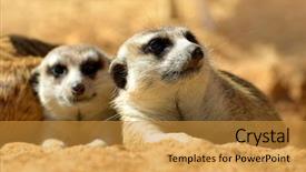  Presentation with funny animals - Cool new slide deck with cute meerkat suricata suricatta lying backdrop and a gold colored foreground