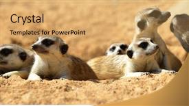  Presentation with funny animals - Colorful PPT layouts enhanced with cute meerkat suricata suricatta lying backdrop and a yellow colored foreground