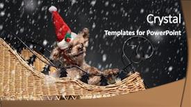  Presentation with poodle - Amazing slide set having  backdrop and a  colored foreground