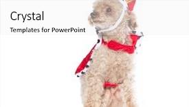  Presentation with poodle - Slide set with  background and a  colored foreground