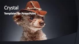  Presentation with poodle - PPT theme having  background and a  colored foreground