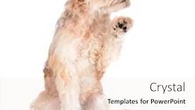  Presentation with paw - Cool new slides with cute mixed breed shaggy dog on white sitting with one paw raised backdrop and a sky blue colored foreground