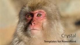  Presentation with monkey - Beautiful slide deck featuring cute monkey in japan backdrop and a coral colored foreground