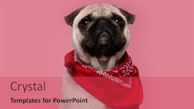  Presentation with dog - Colorful PPT theme enhanced with cute-mops-dog-with-fawn backdrop and a red colored foreground