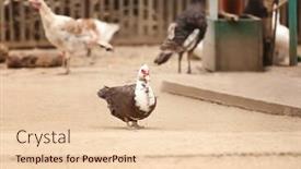  Presentation with cute duck - Slide set with cute muscovy duck in poultry yard background and a lemonade colored foreground