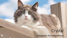  Presentation with railing - Amazing presentation theme having cute nature - diluted calico cat resting backdrop and a coral colored foreground