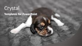  Presentation with newborn - Presentation having cute newborn beagle puppy sleeping on grey veil close-up background and a gray colored foreground