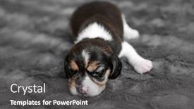  Presentation with newborn - Colorful slide set enhanced with cute newborn beagle puppy sleeping on grey veil close-up backdrop and a dark gray colored foreground