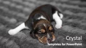  Presentation with newborn - Beautiful PPT theme featuring cute-newborn-beagle-puppy-sleeping backdrop and a dark gray colored foreground
