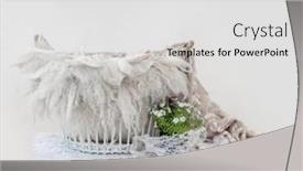  Presentation with cute baby - Audience pleasing presentation consisting of cute-newborn-digital-background backdrop and a light gray colored foreground