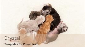  Presentation with hello kitty cute little kitten - Presentation design featuring cute-newborn-kittens-sleeping-together background and a lemonade colored foreground