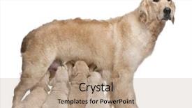  Presentation with qoute for a golden year - Audience pleasing presentation theme consisting of cute nurse - golden retriever mother 5 years backdrop and a coral colored foreground