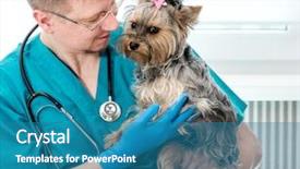  Presentation with hands holding - Beautiful slide deck featuring cute nurse - veterinarian doctor holding yorkshire terrier backdrop and a teal colored foreground