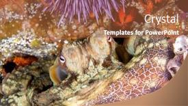  Presentation with octopus - Presentation theme consisting of cute-octopus-rests-motionless background and a red colored foreground