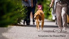  Presentation with old dog - Slide deck with cute-old-dog-being-walked background and a light gray colored foreground