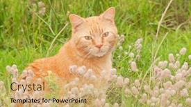  Presentation with tall - Audience pleasing slides consisting of cute orange tabby cat sitting in tall grass looking at the viewer backdrop and a coral colored foreground