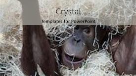  Presentation with cute - Cool new slide deck with cute-orangutan-hiding-under-hay backdrop and a light gray colored foreground