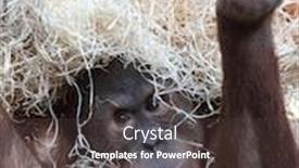  Presentation with cute - Presentation theme having cute-orangutan-hiding-under-hay background and a tawny brown colored foreground
