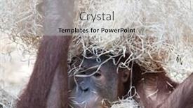  Presentation with cute - Cool new PPT layouts with cute-orangutan-hiding-under-hay backdrop and a light gray colored foreground
