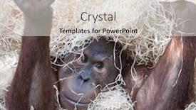  Presentation with cute - Amazing PPT theme having cute-orangutan-hiding-under-hay backdrop and a light gray colored foreground