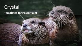  Presentation with cute - PPT layouts featuring cute-otter-couple background and a tawny brown colored foreground