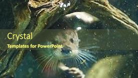  Presentation with cute - Presentation featuring cute-otters-eurasian-otter-lutra background and a tawny brown colored foreground