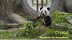  Presentation with eat - Slide set consisting of cute-panda-eat-bamboo background and a tawny brown colored foreground