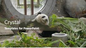  Presentation with zoo - Beautiful slide deck featuring cute-panda-eat-bamboo backdrop and a tawny brown colored foreground
