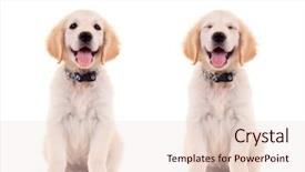  Presentation with cute - PPT theme consisting of cute panting golden retriever background and a lemonade colored foreground